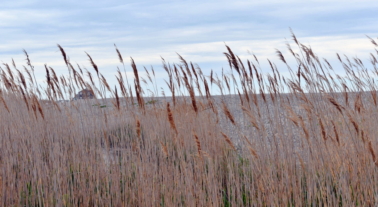 Tall grasses with the ocean in the background.