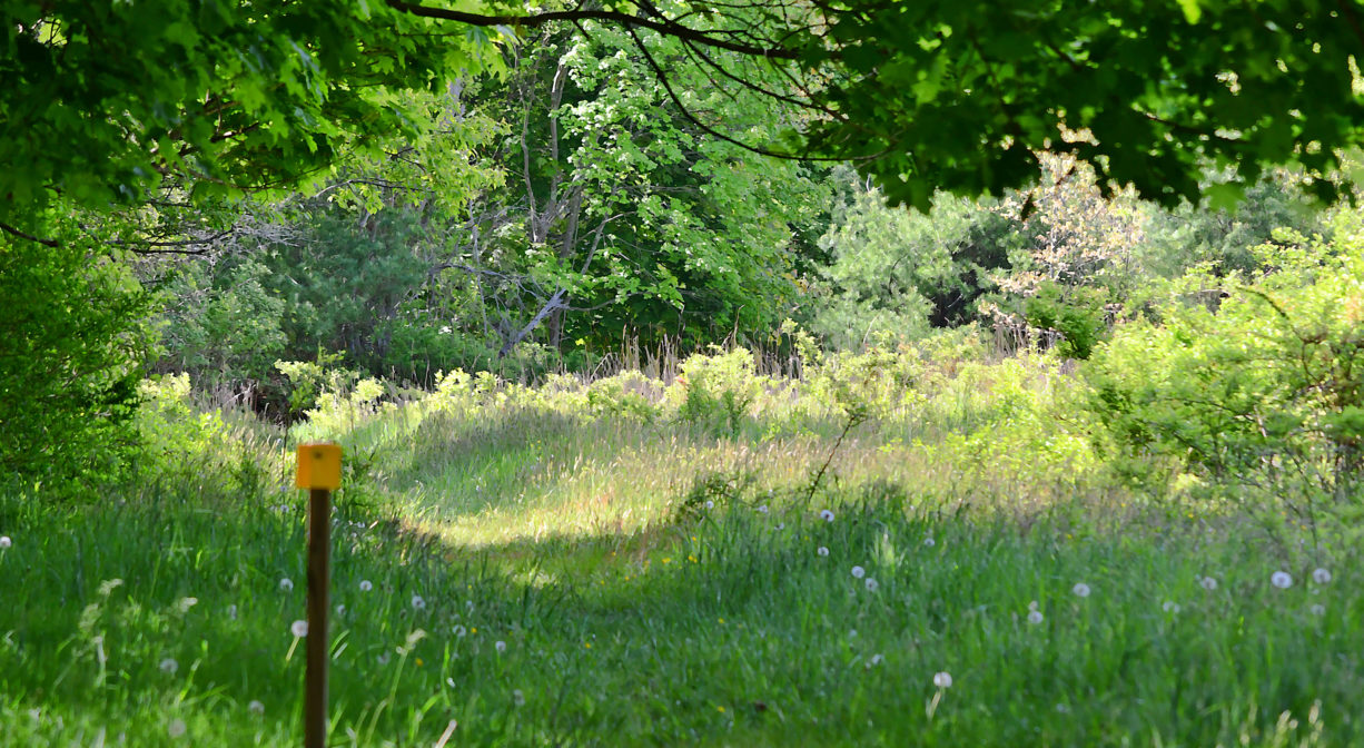 A photograph of a trail alongside a green field.