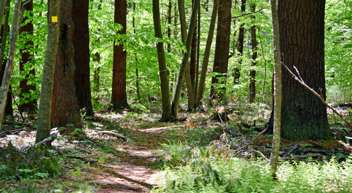 A photograph of a trail through a leafy green forest with a yellow blaze on one tree.