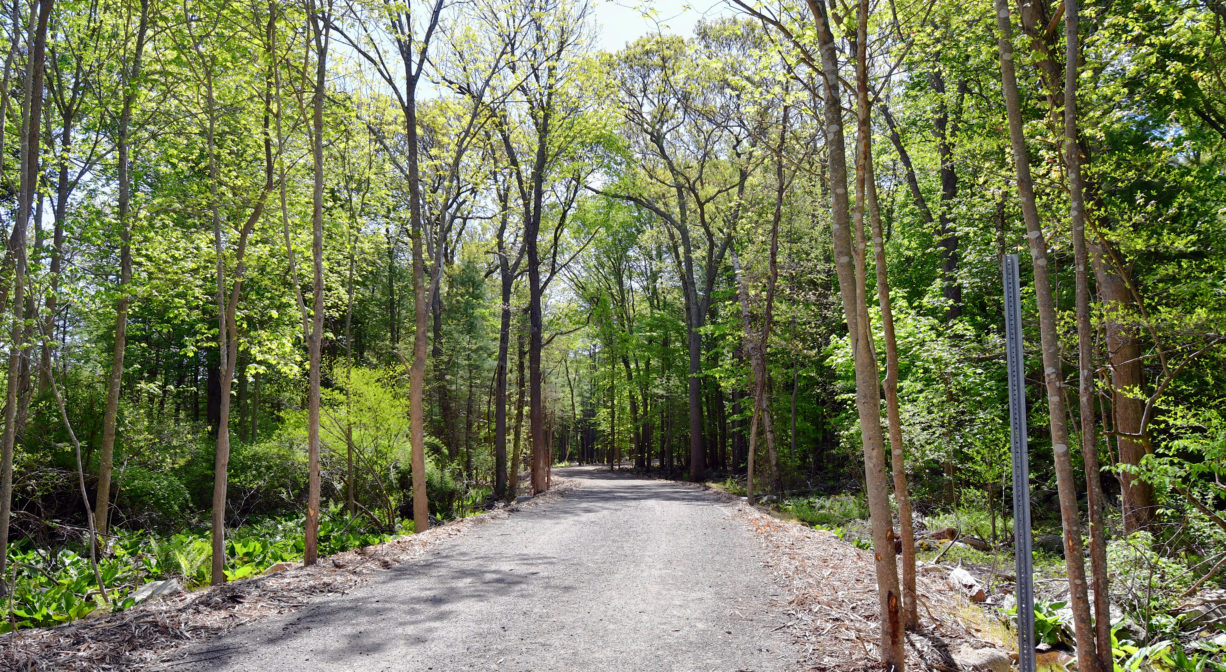A photograph of an access road through green trees.