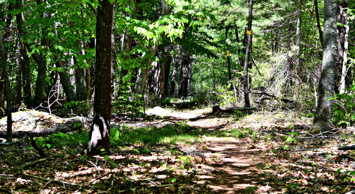 A photograph of a trail through a sun-dappled green forest.