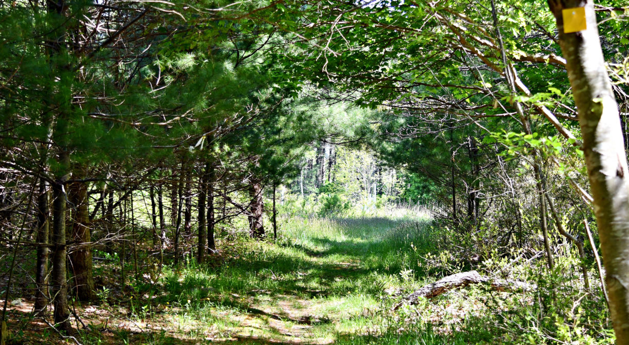 A photograph of a trail leading to a green meadow.