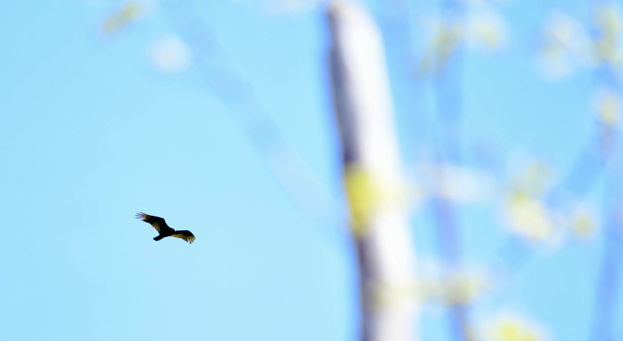 A photograph of a bird flying in a blue sky with a tree in the background.