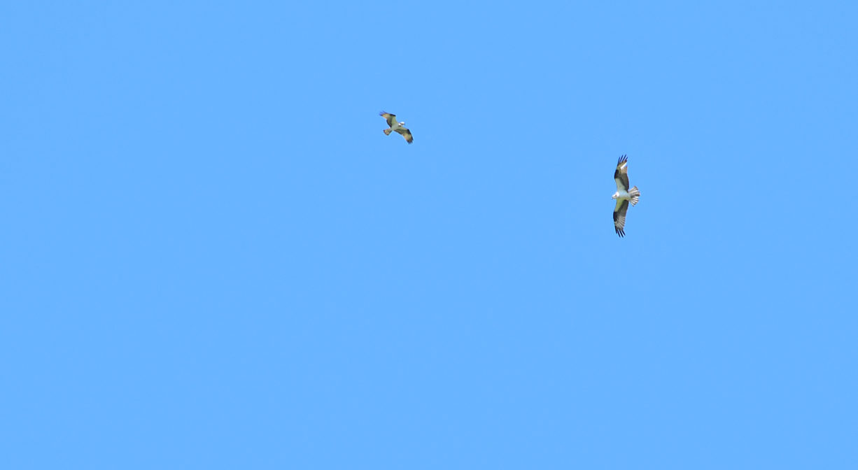 A photograph of two birds flying in a blue sky.