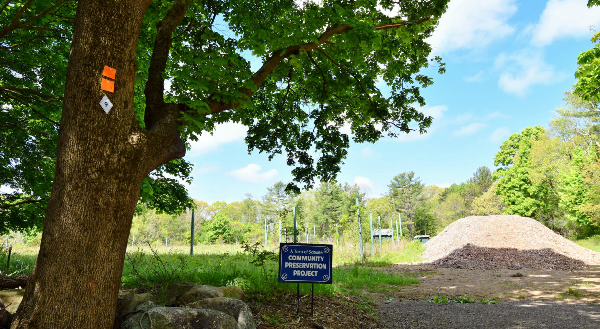 A photograph of a tall tree with a green agricultural field in the background.