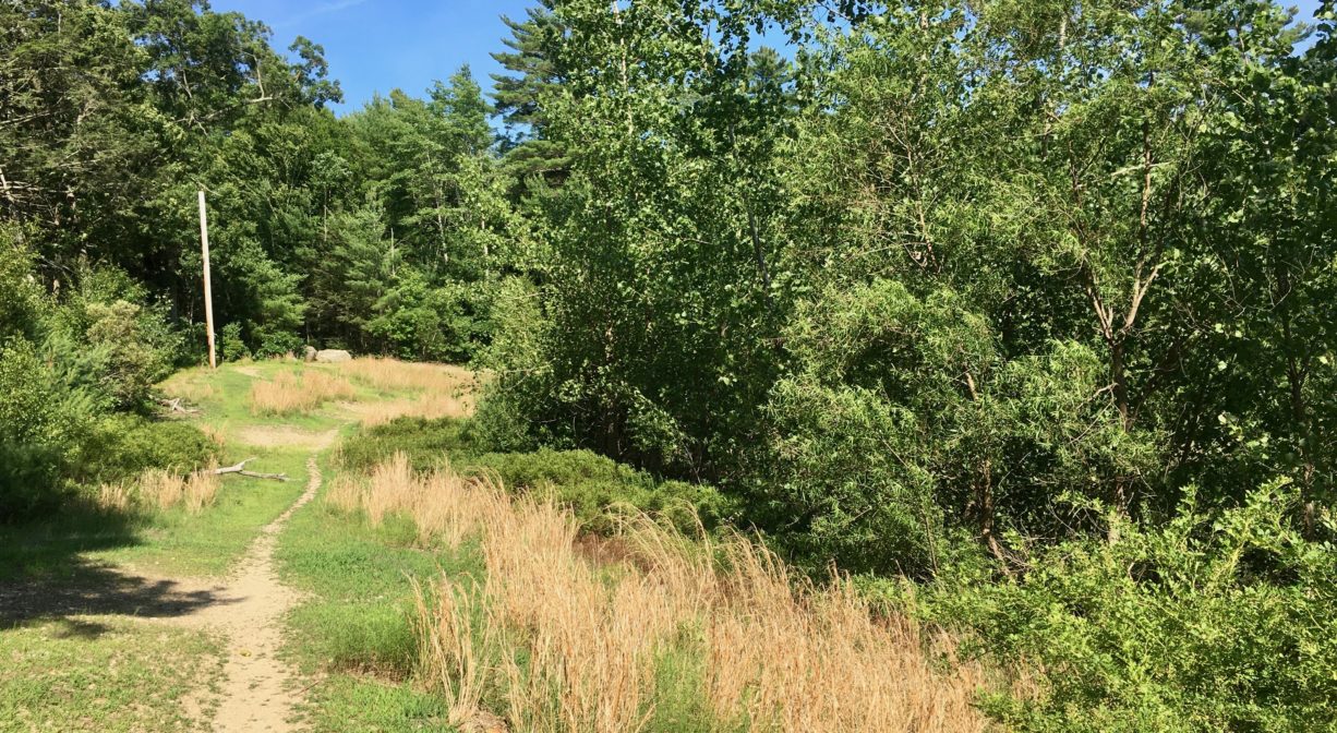 A photograph of a trail across a grassy area with scattered trees.