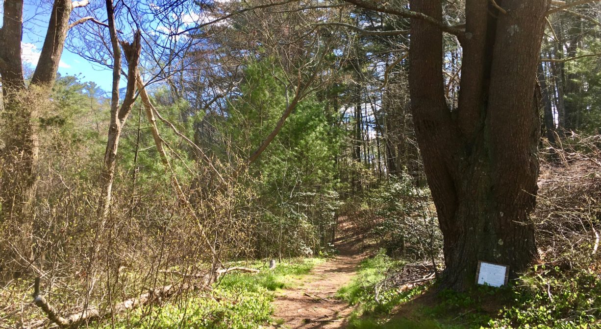 A photograph of a trail extending into a woodland with a large pine tree to one side.
