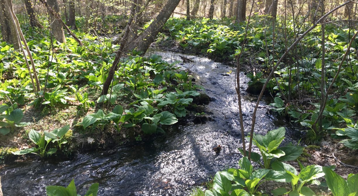 A photograph of a stream flowing through a green woodland.