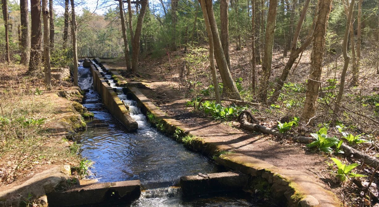 A photograph of a fish ladder on a stream in a forest.