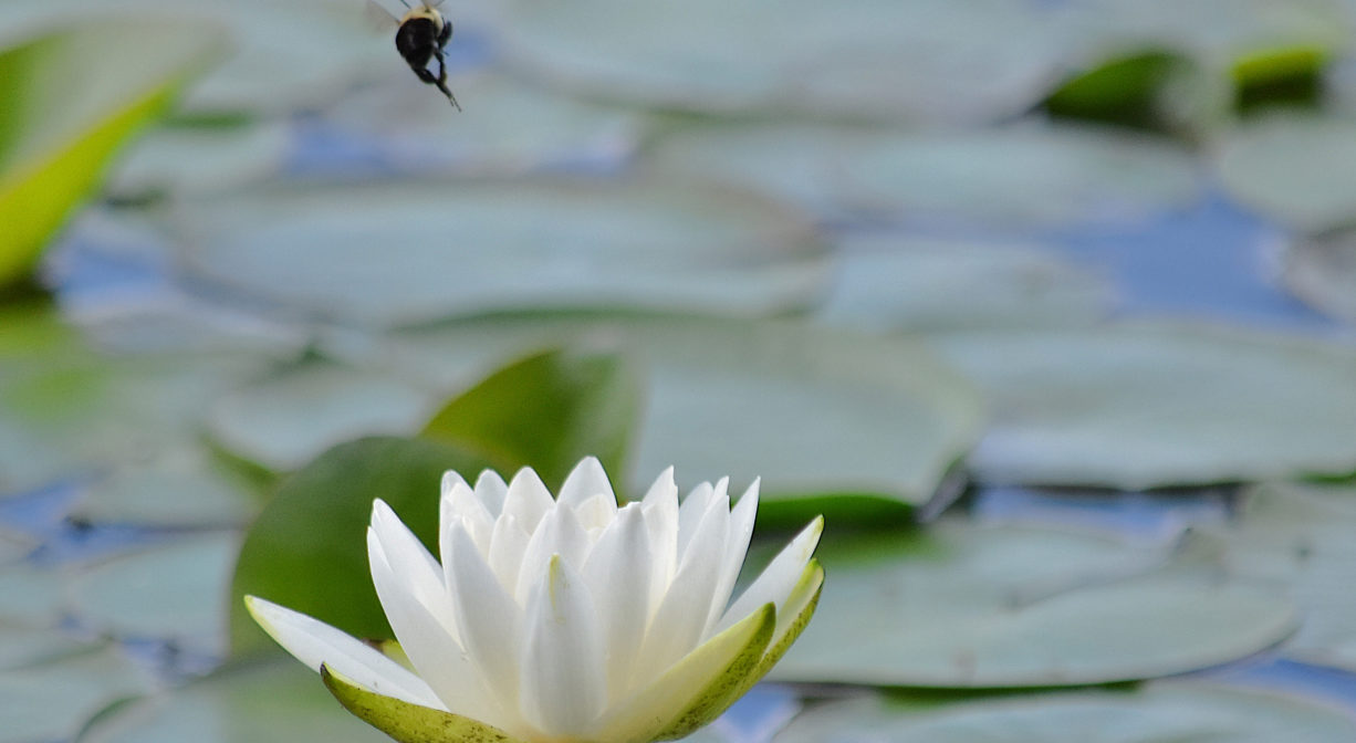 A photograph of a pond with lily pads and a lotus flower.
