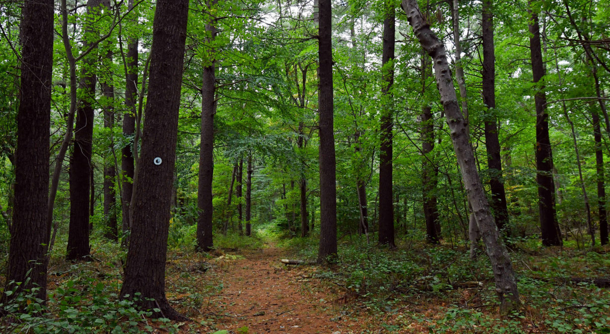 A photograph of a wide forest trail.