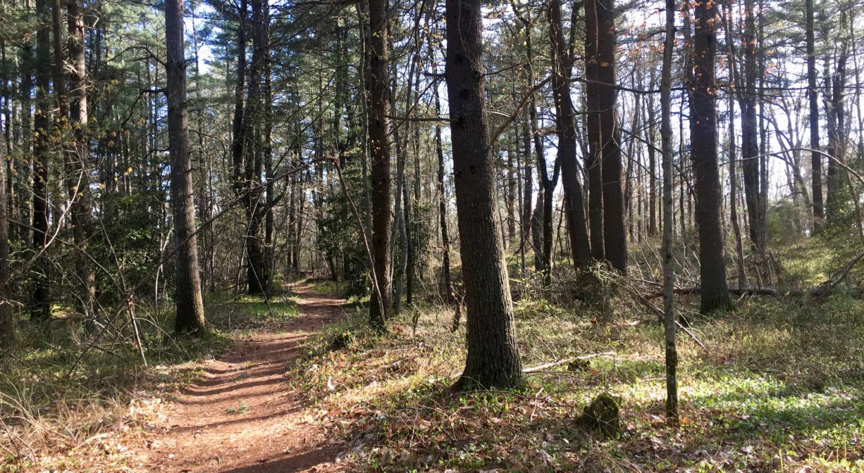 A photograph of a wide trail through an open forest.