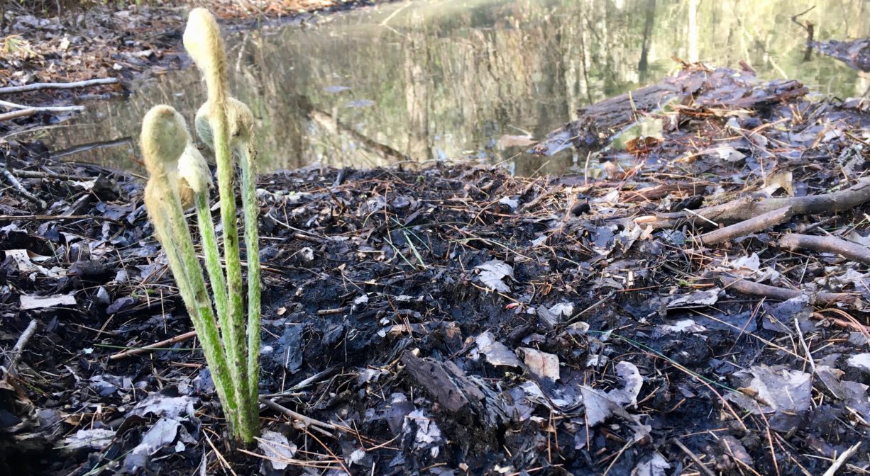 A photograph of ferns emerging from the earth beside a vernal pool