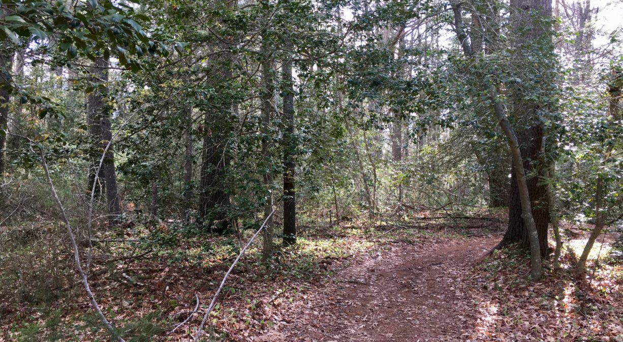 A photograph of a wide trail through a grove of holly trees.