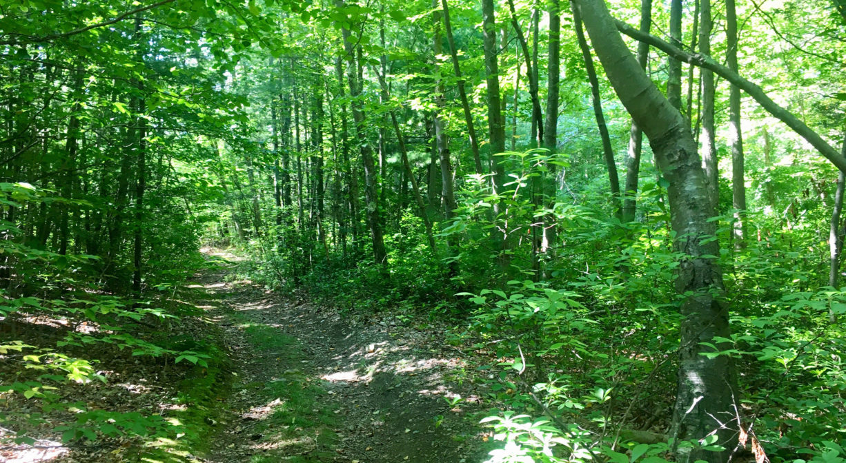 Photograph of forest trail with green trees on both sides.