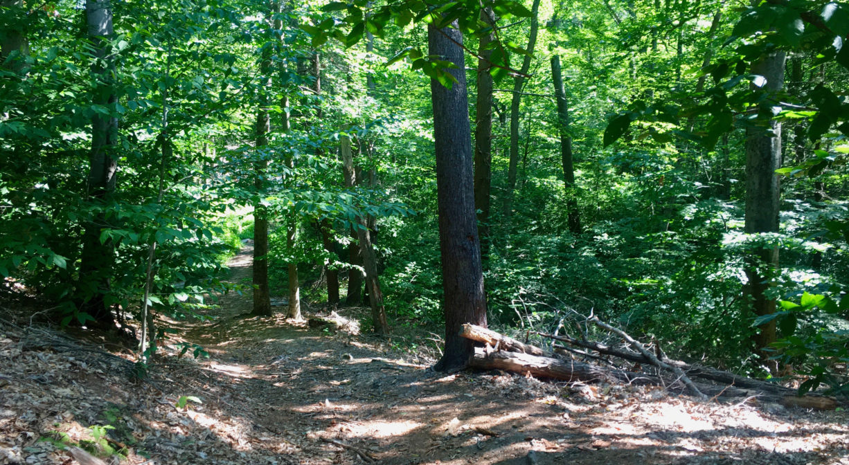 Photograph of forest trail with green trees.