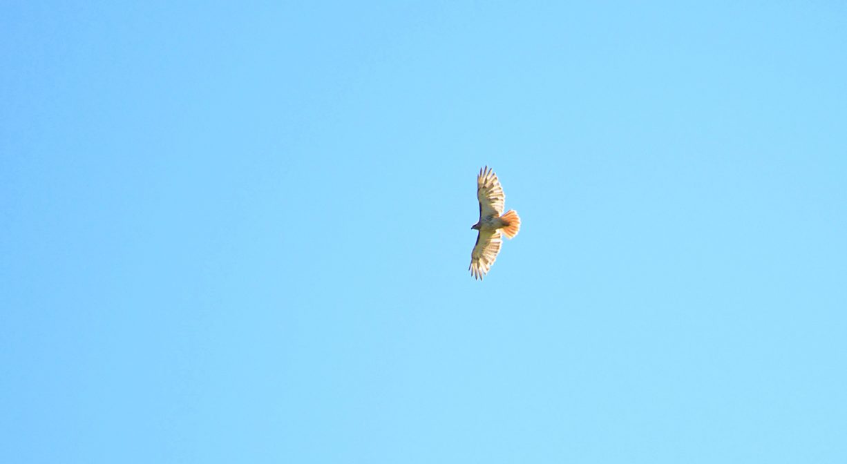 A photograph of a large bird in flight.