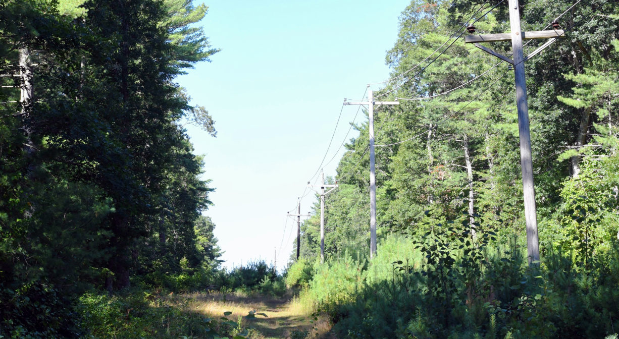 A photograph of a wide trail heading uphill with trees on both sides.