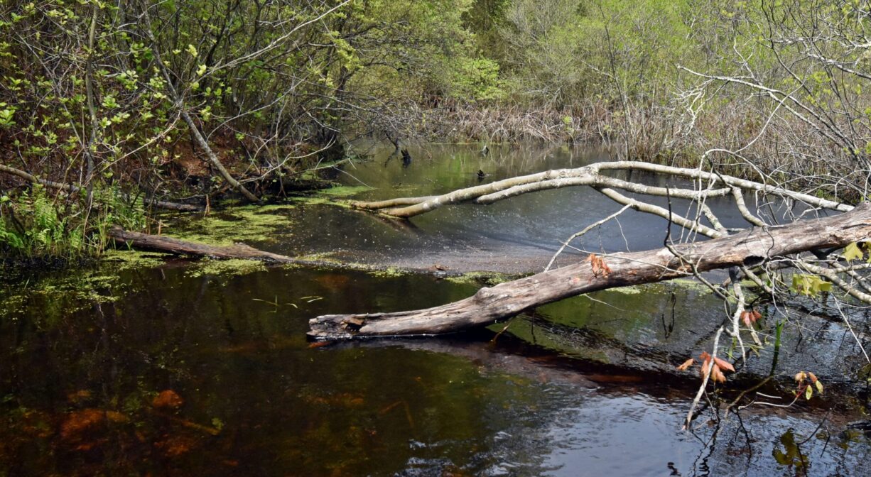 A photograph of a stream with a fallen tree.