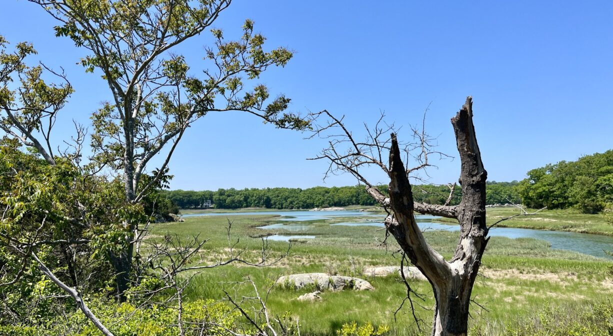 A photograph of a river and a salt marsh with scattered trees.
