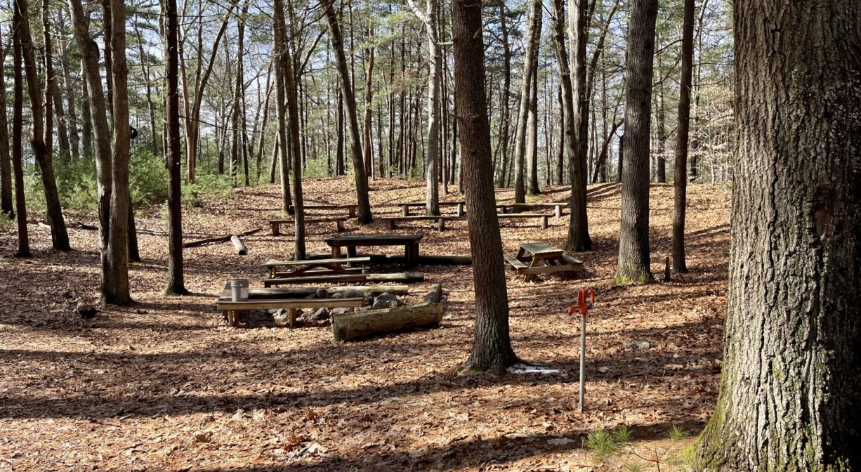 A photograph of picnic tables in a pine forest.
