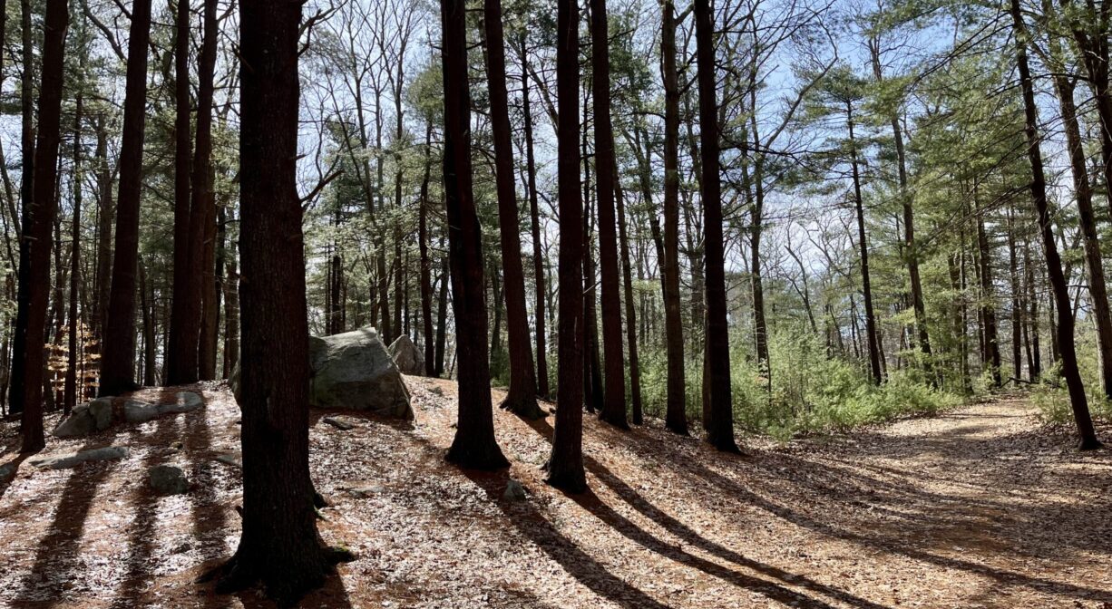 A photograph of a wide trail through a pine forest.