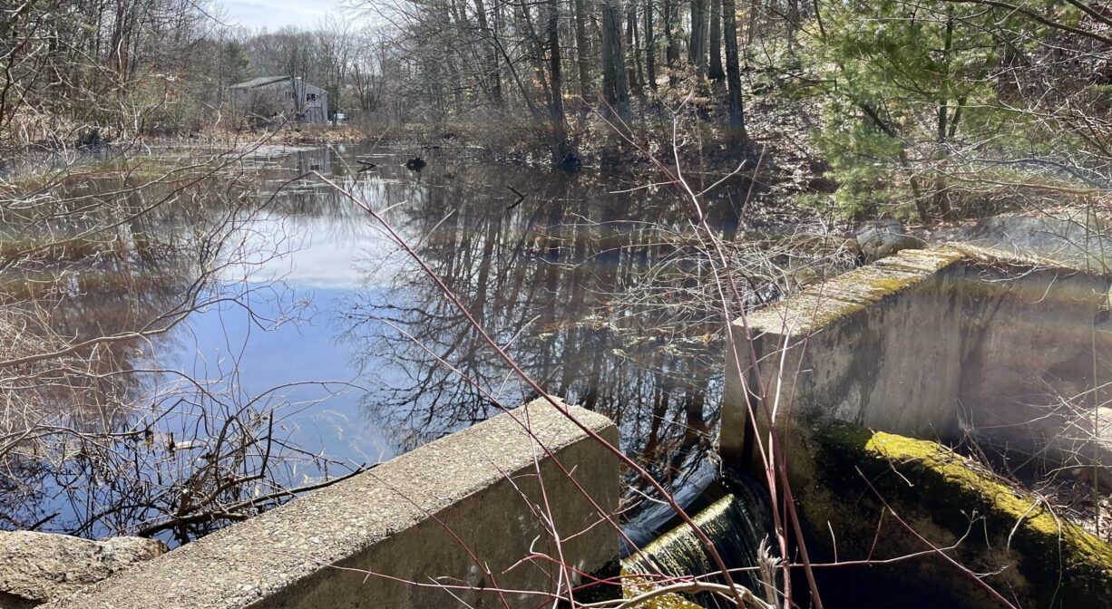 A photograph of a pond and a moss-covered dam with trees to one side.