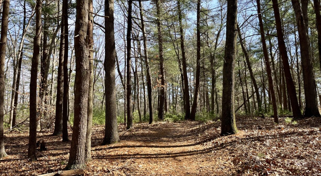 A photograph of a wide forest trail.