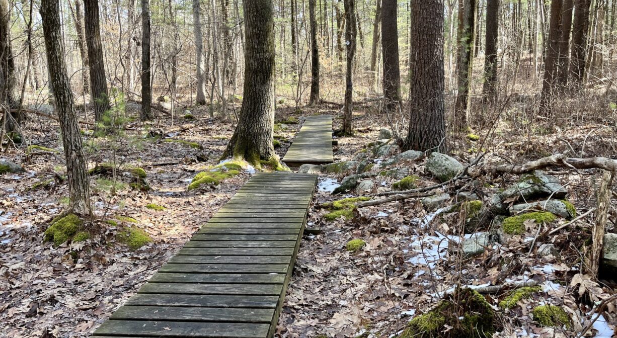 A photograph of a boardwalk extending through a forest.