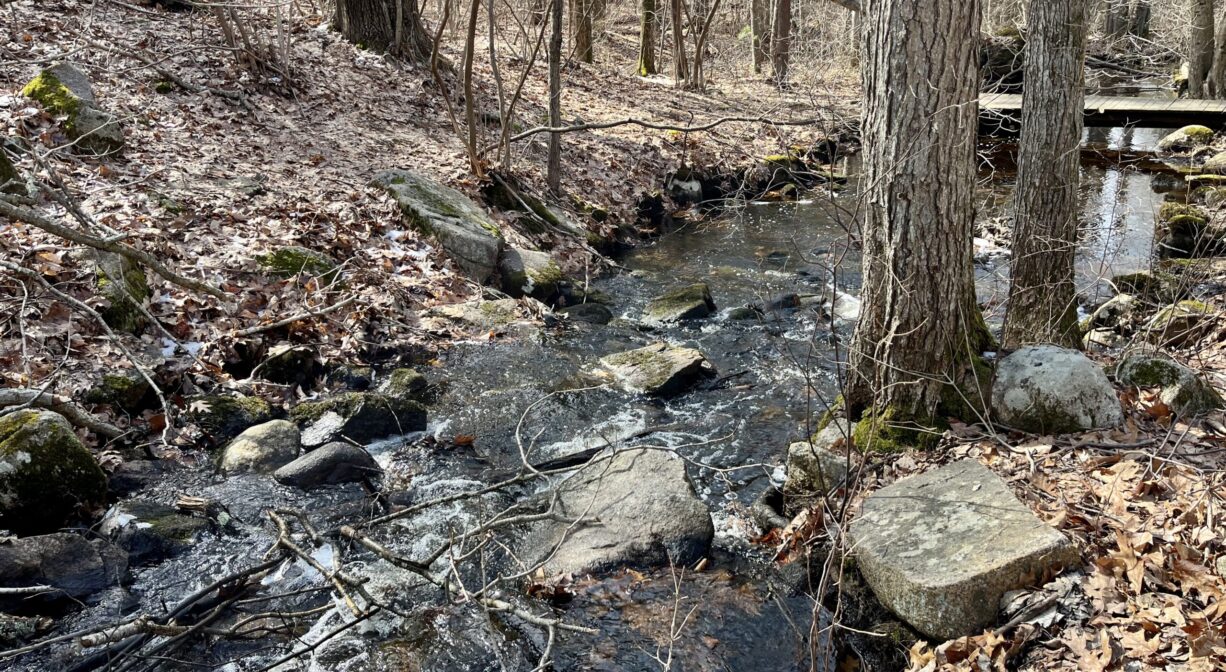 A photograph of a brook flowing through a forest.