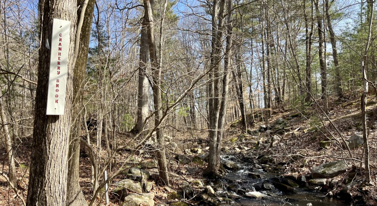 A photograph of a brook flowing through a woodland.