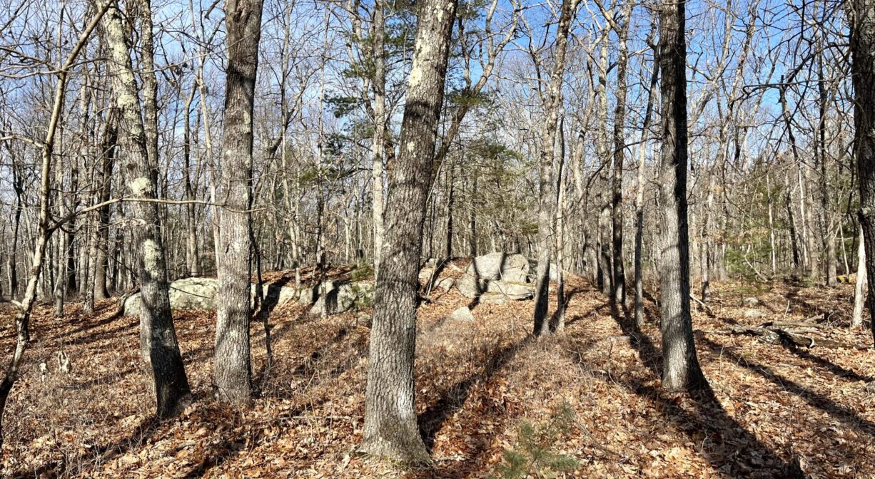 A photograph of a stone wall within a forest.