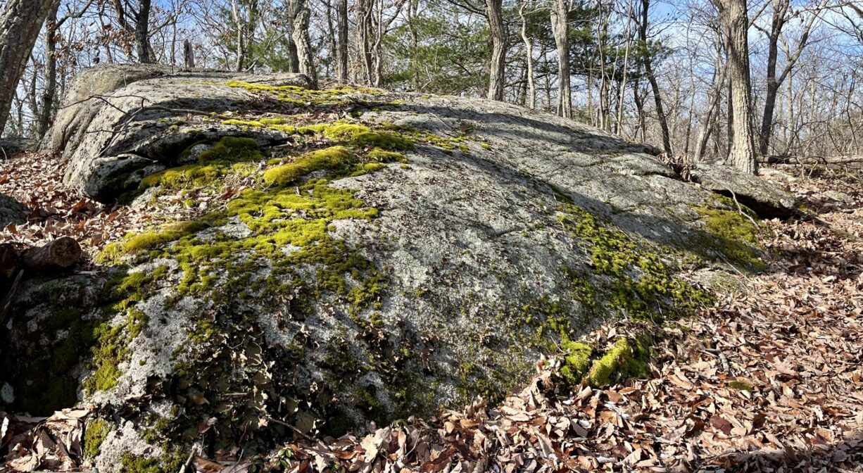 A photograph of a large moss-covered glacial erratic boulder.
