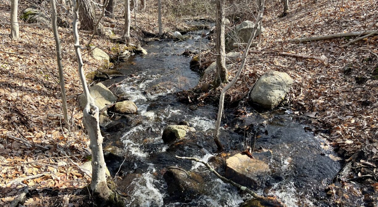 A photograph of a stream flowing through a forest.