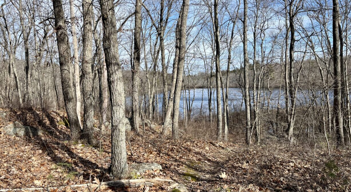 A photograph of a distant pond, surrounded with trees.