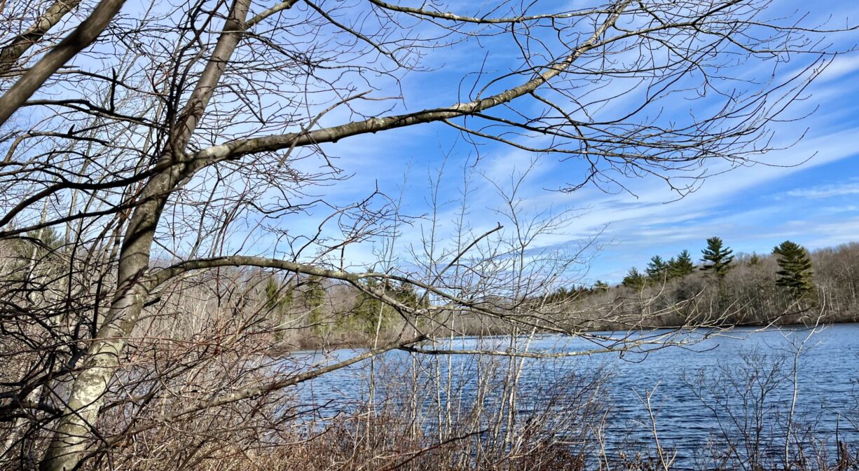 A photograph of a pond surrounded by woodlands.