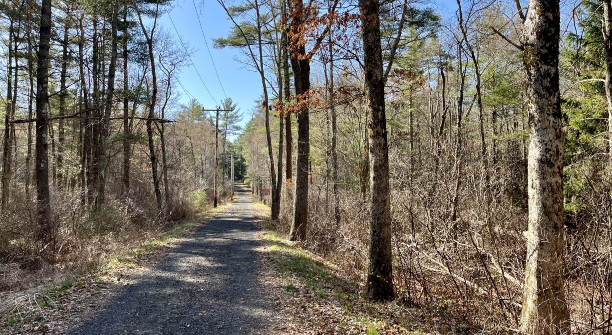 A photograph of a wide trail through a forest.