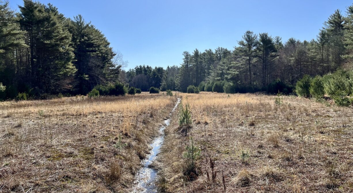 A photograph of a stream through a wetland.