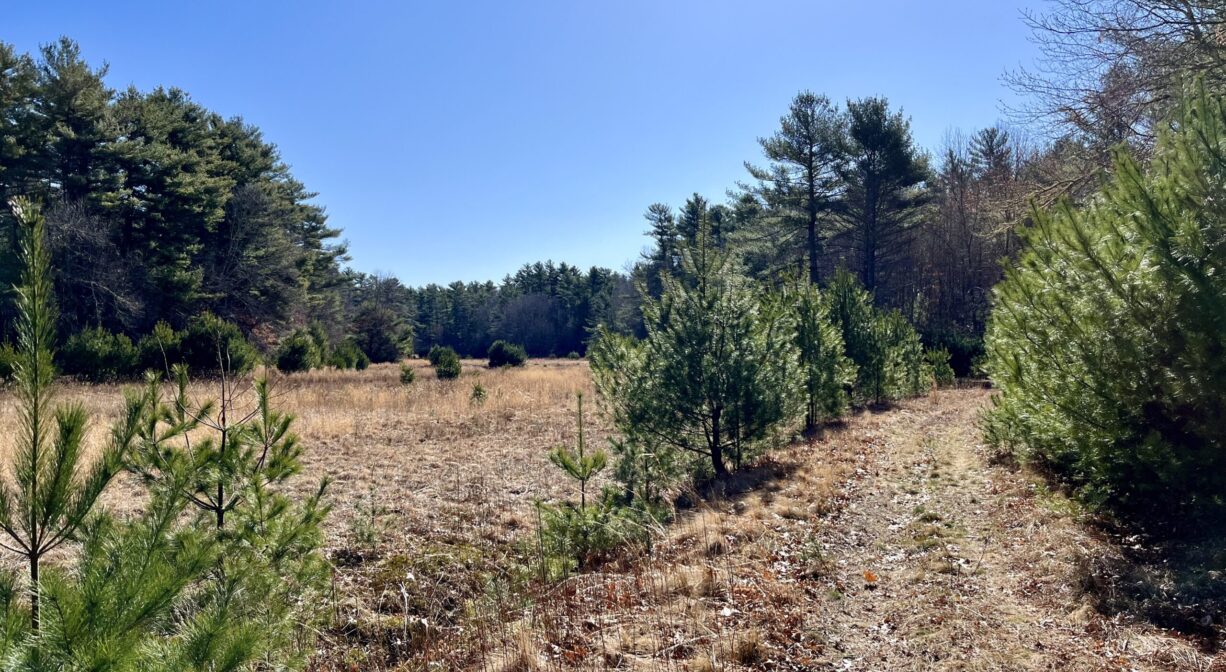 A photograph of a trail beside a cranberry bog with scattered trees.