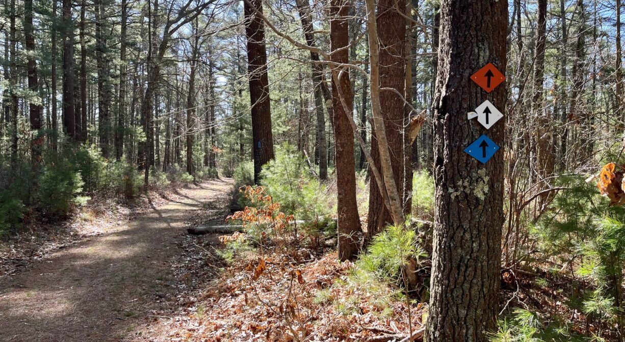 A photograph of a trail through a forest with colorful blazes on one tree.