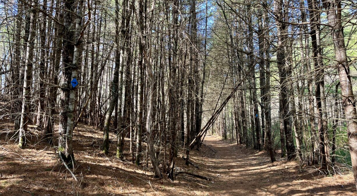 A photograph of a trail through a forest of tall pine trees.