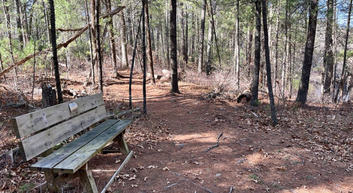 A photograph of a bench beside a trail, in a forest.