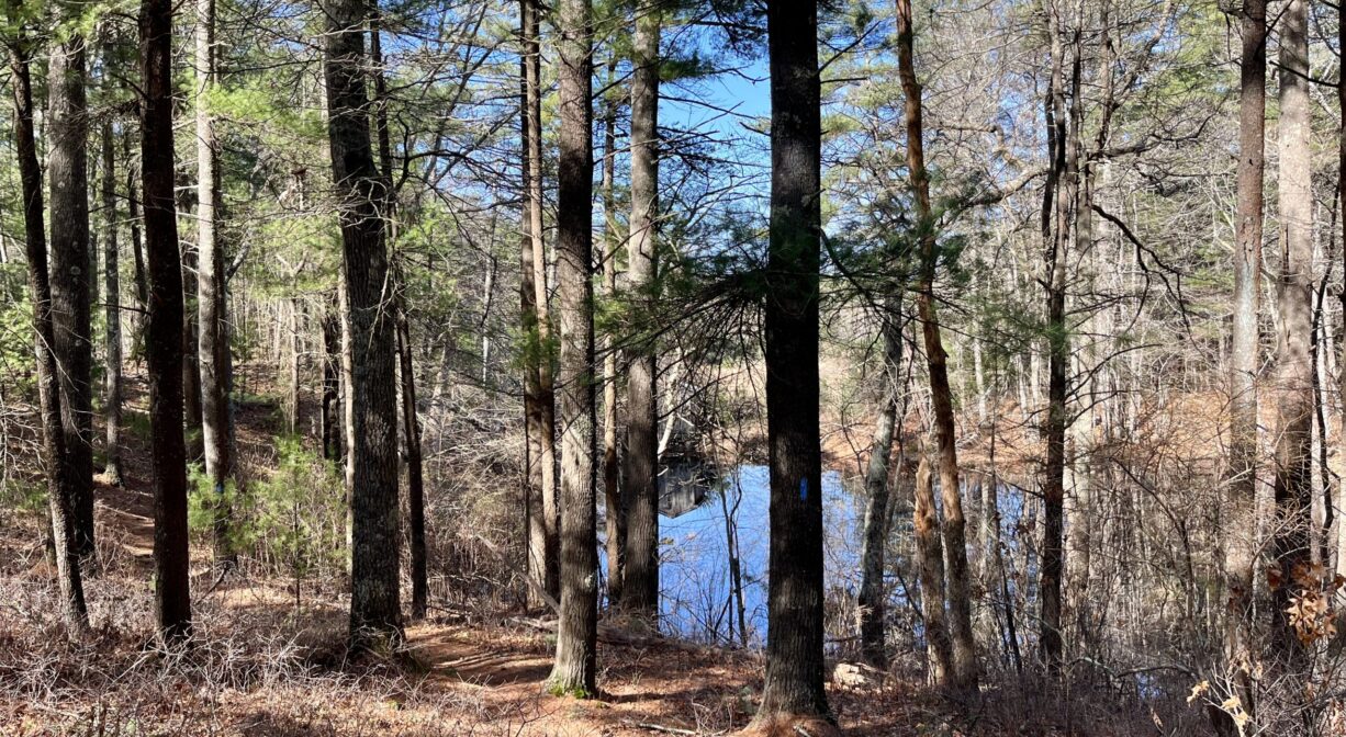 A photograph of a forest trail overlooking a pond.