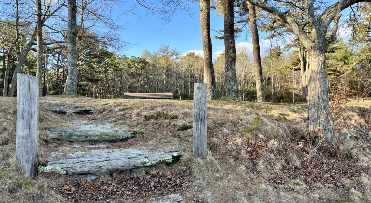 A photograph of steps leading from a beach to a grassy park with scattered trees.