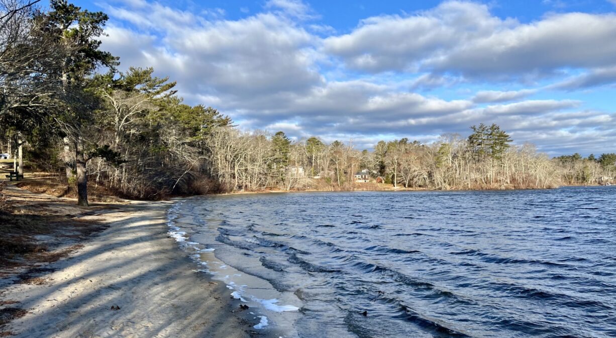 A photograph of a pond shoreline with beach and scattered trees.