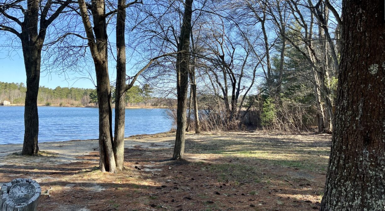 A photograph of a forested area beside a pond.