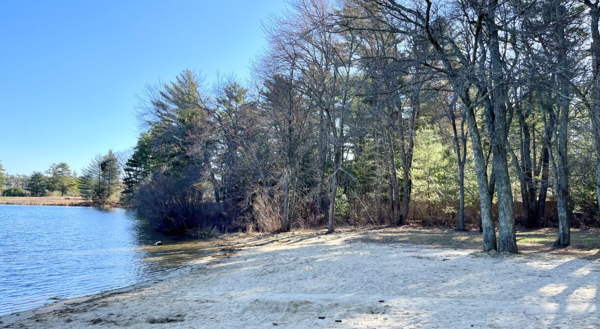 A photograph of a sandy beach and a forested area beside a pond