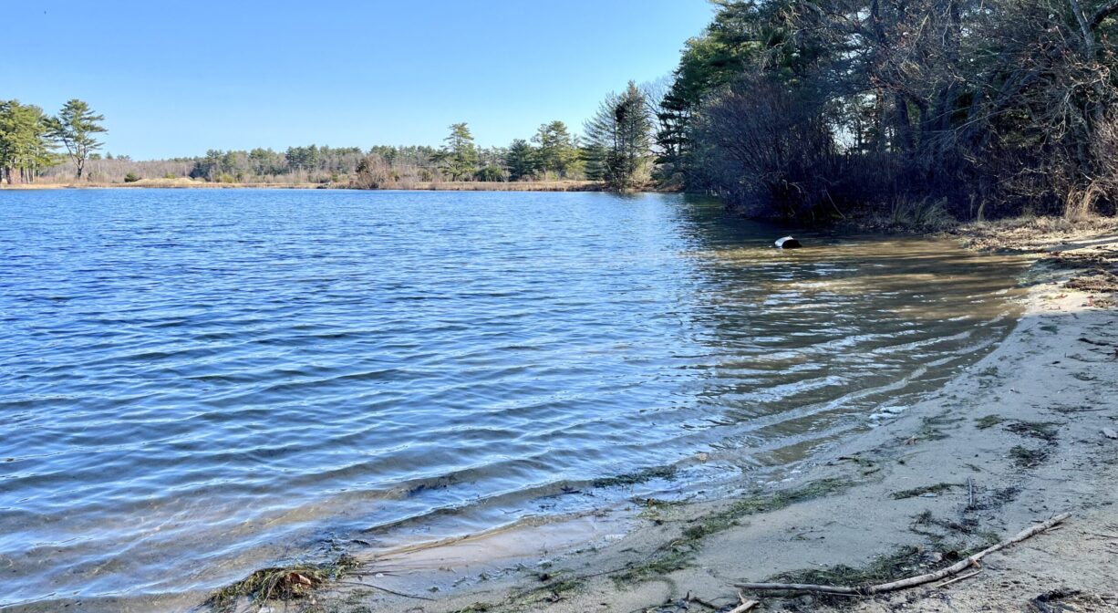 A photograph of the edge of a pond with some trees in the background.