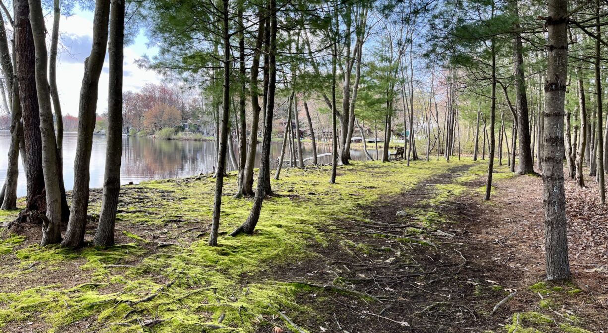 A photograph of a trail through a mossy area with scattered trees.