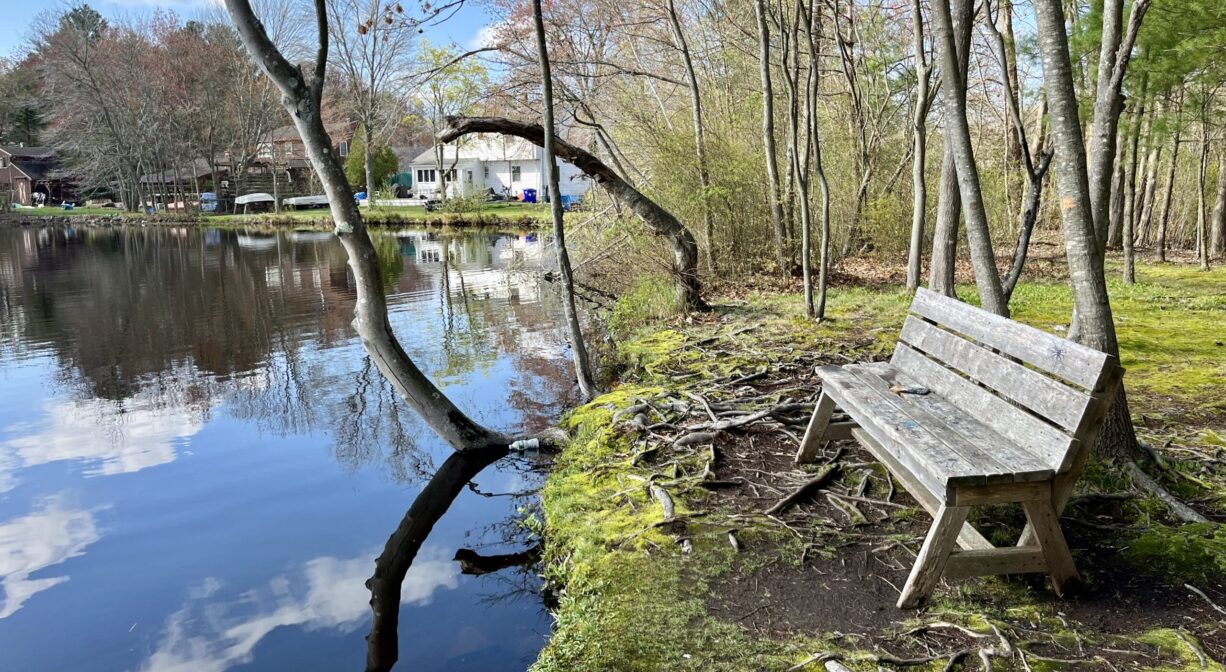 A photograph of a bench overlooking a lake with grass and scattered trees.
